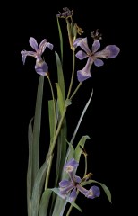 BlaschkaIrisbyHillelBurger