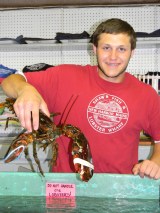 Normal lobster Shaws