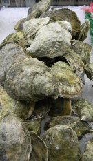 Oysters
