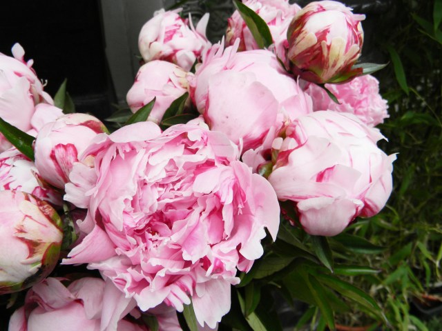 Peonies Paris