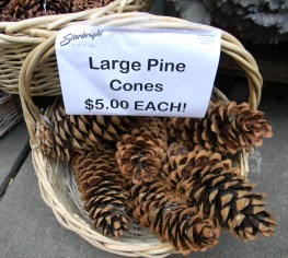 Pine Cones