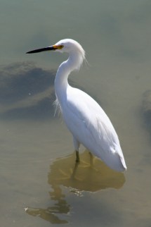 snowy-egret