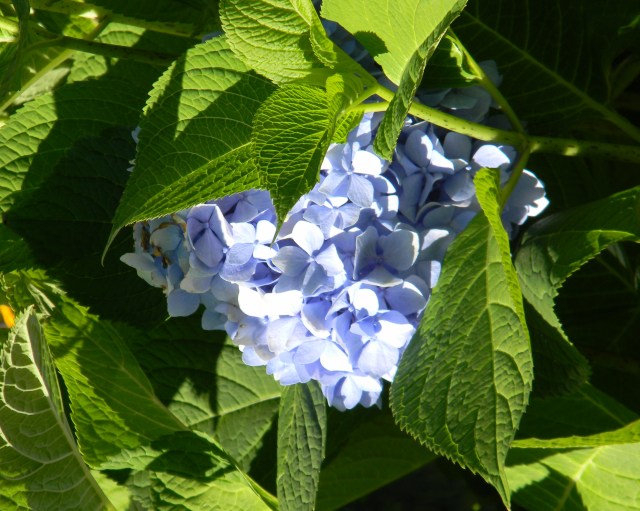 Hilly Hydrangea